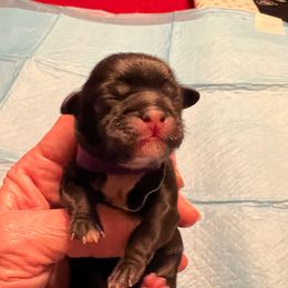 Sydney - purple collar - Black and white female Shih Tzu puppy in Mays Landing, New Jersey from Fancy Paws Shorkies & Shih Tzus