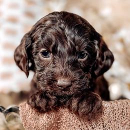 Mike - Chocolate male Australian Labradoodle puppy in Decatur, Alabama from Southern Meadows Doodles