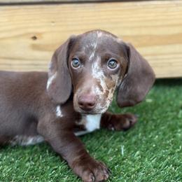 Alvin - Dapple male Dachshund puppy in Huffman, Texas from Alex's Dachshunds