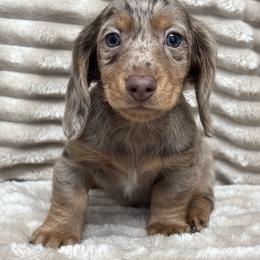 Kringle - Dapple male Dachshund puppy in Murrieta, California from Dash of Love
