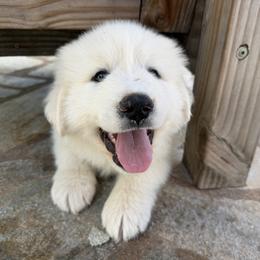 Great Pyrenees Puppies from McCarthy Ranchette LLC