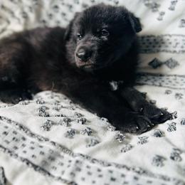 Teal collar - Black male German Shepherd puppy in Marion, Ohio from Legacy K9’s