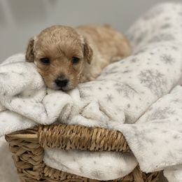 Cream Female - Cream female Poodle puppy in Montclair, New Jersey from YC Treasures Poodles
