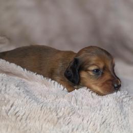 Rowan - Red male Dachshund puppy in Tucson, Arizona from Crowned Doxies