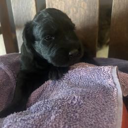 Boy 5 - male Bouvier des Flandres puppy in Bethlehem, Connecticut from Bouviers Gate House