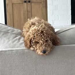 Goldendoodle Puppies from The Doodle grove