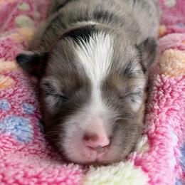 Dolly - Blue merle female Toy Australian Shepherd puppy in Covington, Louisiana from Corner Oak Aussies