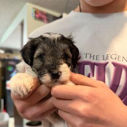 Black Collar - Parti male Miniature Schnauzer puppy in Tacoma, Washington from AKC Nordwest Schnauzers