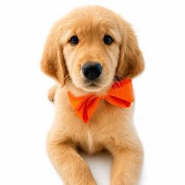 Tulip - Dark golden female Golden Retriever puppy in Chicago, Illinois from Urbane Retrievers