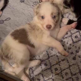 Tanner boy - Lilac merle male Border Collie puppy in Fairview, Tennessee from Hoffman Forest Acres LLC