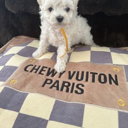 Sugar Reserved for Leslie - White female Maltipoo puppy in Fredericktown, Missouri from Doodle Pups Fur-Ever