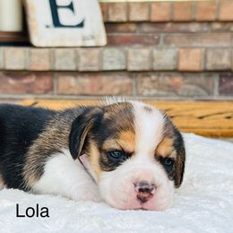 Lola - Black tan and white female Beagle puppy in Mansfield, Missouri from Rippee Creek Kennel