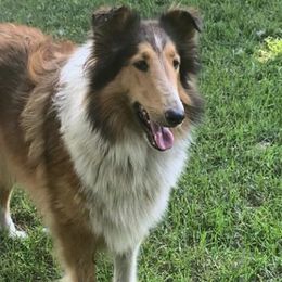 Basset Hounds and Collies from Collegiate Bassets and Rheign Collies
