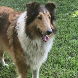 Basset Hounds and Collies from Collegiate Bassets and Rheign Collies