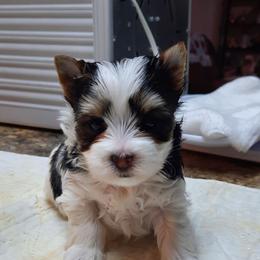 River - Parti male Yorkshire Terrier puppy in Hartford City, Indiana from Dare to Dream Yorkies