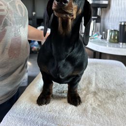 Dachshund Puppies from Casperdachs