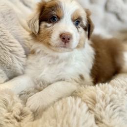 Australian Shepherd Puppies from Crab Point Australian Shepherds