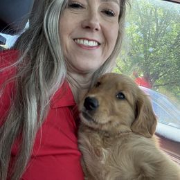 Golden Retriever Puppies from Family Loved Golden Retrievers