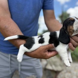 Boy 6 - Black white and tan male Basset Hound puppy in Hudson, Michigan from Bachman’s Kennel