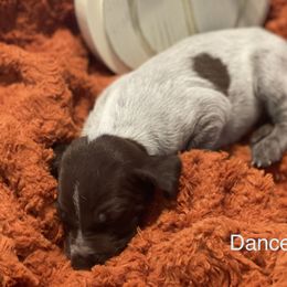 Dancer - Liver roan German Shorthaired Pointer puppy in Weeki Wachee, Florida from River Ridge GSP