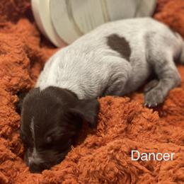 Dancer - Liver roan German Shorthaired Pointer puppy in Weeki Wachee, Florida from River Ridge GSP