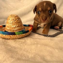 Bates - Chocolate and tan male Chihuahua puppy in Seneca, Missouri from Stephanie’s Puppy Colony