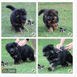 Poppy, Sage and Violet - Black and red female German Shepherd puppy in Spencer, Wisconsin from T Double B LLC
