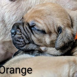 Orange - Red fawn male Bullmastiff puppy in Edinburg, Texas from Ironward Bullmastiffs