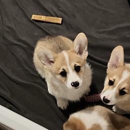 Bandit - Red male Pembroke Welsh Corgi puppy in Goldthwaite, Texas from Everlove Pembroke Welsh Corgis