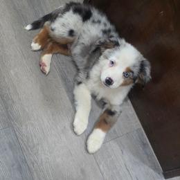Walnut - Blue merle male Miniature Australian Shepherd puppy in Killen, Alabama from Wilkers Wholehearted Mini Aussies