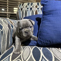 Pink boy - Blue male French Bulldog puppy in Winchester, Tennessee from Franklin Heights Frenchies