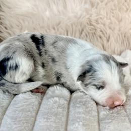 FROST - Blue merle male Border Collie puppy in Conroe, Texas from Aloha Border Collies