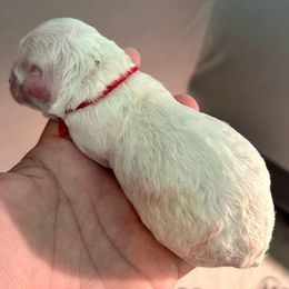 Bernedoodles, Bernese Mountain Dogs, Cavapoos, Goldendoodles, Golden Retrievers, Pembroke Welsh Corgis, and Poodles from Shaggy Mountain Pups LLC