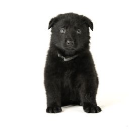 German Shepherds from Dogsport K9's