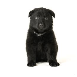 German Shepherds from Dogsport K9's