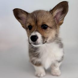 Fern - Sable female Pembroke Welsh Corgi puppy in Elberta, Utah from 3F Farms- Pembroke Welsh Corgis and Irish Wolfhounds