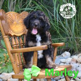 Marley - Phantom male Bernedoodle puppy in Heyworth, Illinois from Cobble Creek Puppies