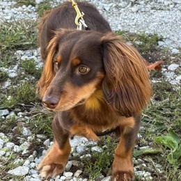 Gus - Chocolate and tan male Dachshund puppy in Industry, Illinois from KDKs Kennels