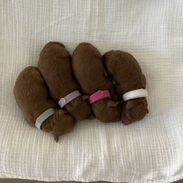 Poodle puppies from Pups and Paws Toy Poodles