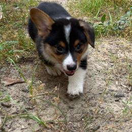 Ivan - Black and tan male Pembroke Welsh Corgi puppy in Hope, Arkansas from Foxy Knoll Farm