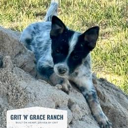 Aramis - Blue mottled male Australian Cattle Dog puppy in Atwood, Kansas from Grit ‘n’ Grace Ranch