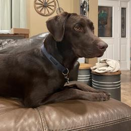 Baxter - Labrador Retriever
