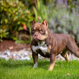American Bully Puppies from Sky River Bullies
