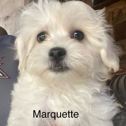 Marquette - White Coton de Tulear puppy in Rubicon, Wisconsin from Darryl's Cotons de Tulear