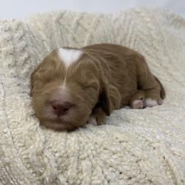 Briar - Red  male Goldendoodle puppy in Calhoun, Georgia from FamilyLoved Doodles