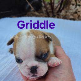 Boy 3 - Red male Boston Terrier puppy in Griffin, Georgia from Celtic Kennel Bostons