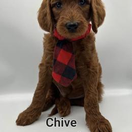 Goldendoodle Puppies from Rustic Road Doodles