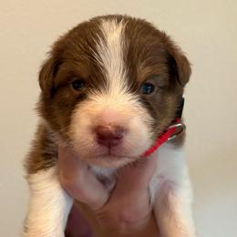 Red tri female  (red collar) - Red tri-color female Australian Shepherd puppy in Castle Rock, Washington from Zoolo Kennels