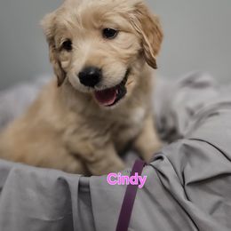 Cindy - Light golden female Golden Retriever puppy in Post Falls, Idaho from Majestic Golden Retrievers