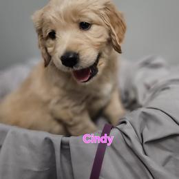 Cindy - Light golden female Golden Retriever puppy in Post Falls, Idaho from Majestic Golden Retrievers